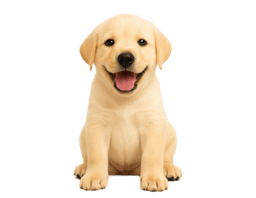 Hunde