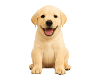 Hund Krankenversicherung