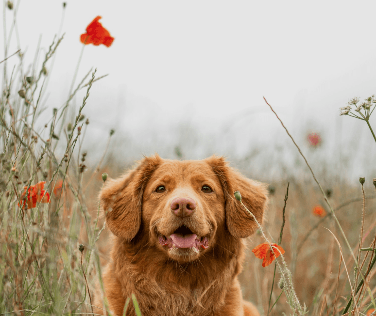 Hunde-kranken- & OP-Versicherung tablet
