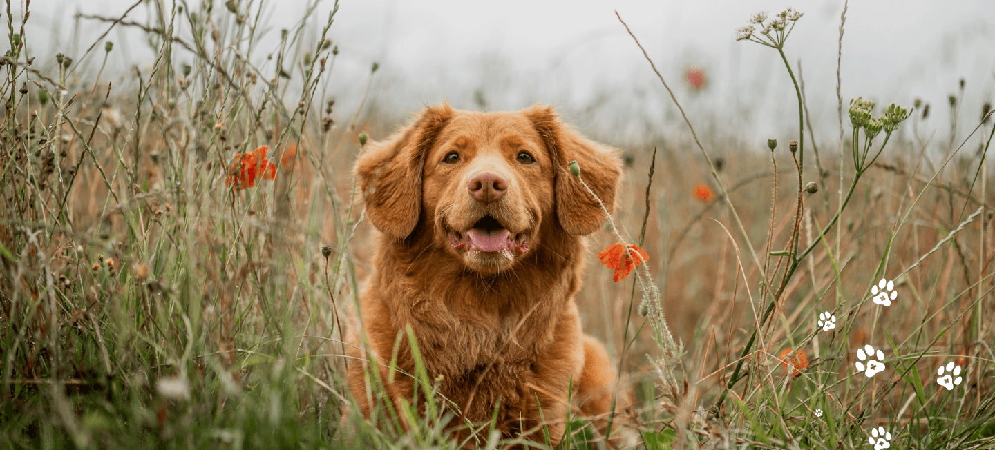 Hunde-kranken- & OP-Versicherung web