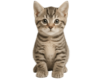 Katze Krankenversicherung