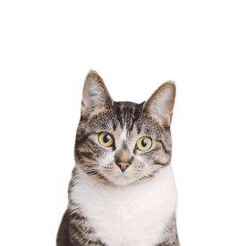Katzen